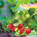 Strawberry Planting Shelf Vegetable Cultivation Rack Garden Potted Stand - view 4