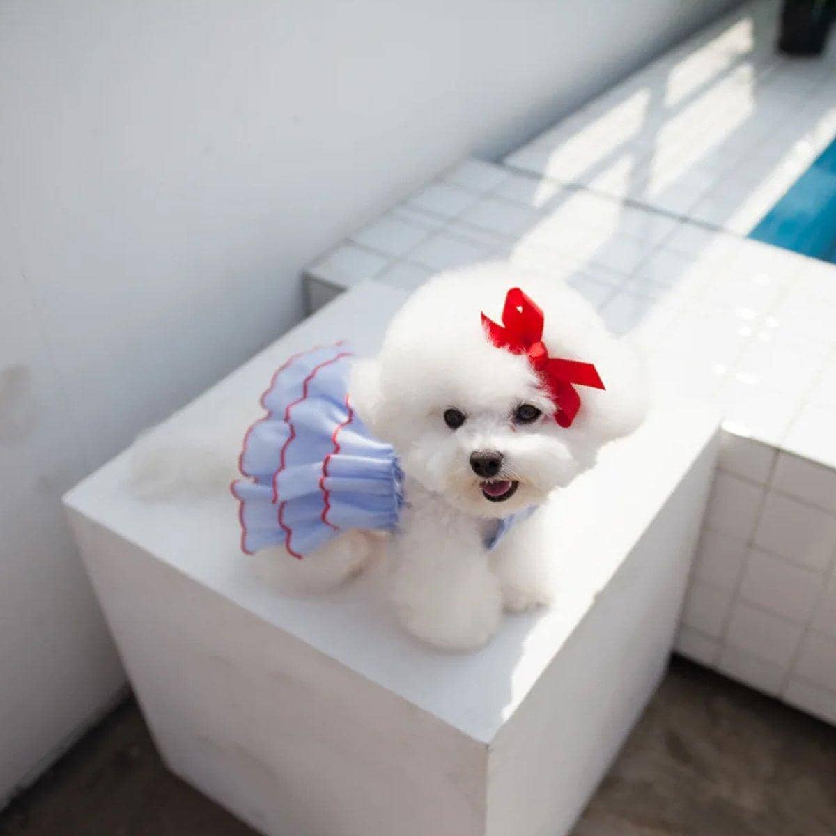 Tiered Ruffle Summer Dress for Small Dogs and Cats - Light Blue, Size M (Chest 38 cm, Body 30 cm) - view 5