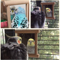 Wood Bird Mirror with Bell Hanging Toy for Parrot and Budgie Cage - view 5